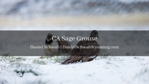 CA Sage Grouse Daniel Schwab Wyoming