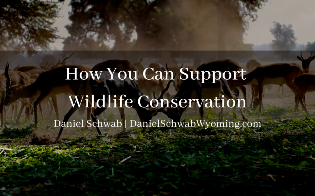 Daniel Schwab How You Can Support Wildlife Conservation