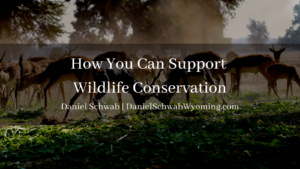 Daniel Schwab Wyoming How You Can Support Wildlife Conservation