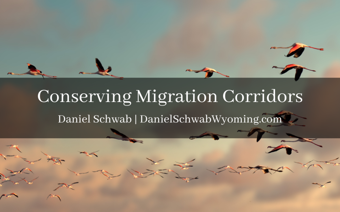Conserving Migration Corridors