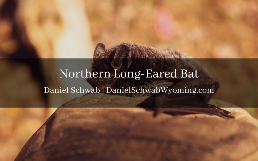 Northern Long-Eared Bat