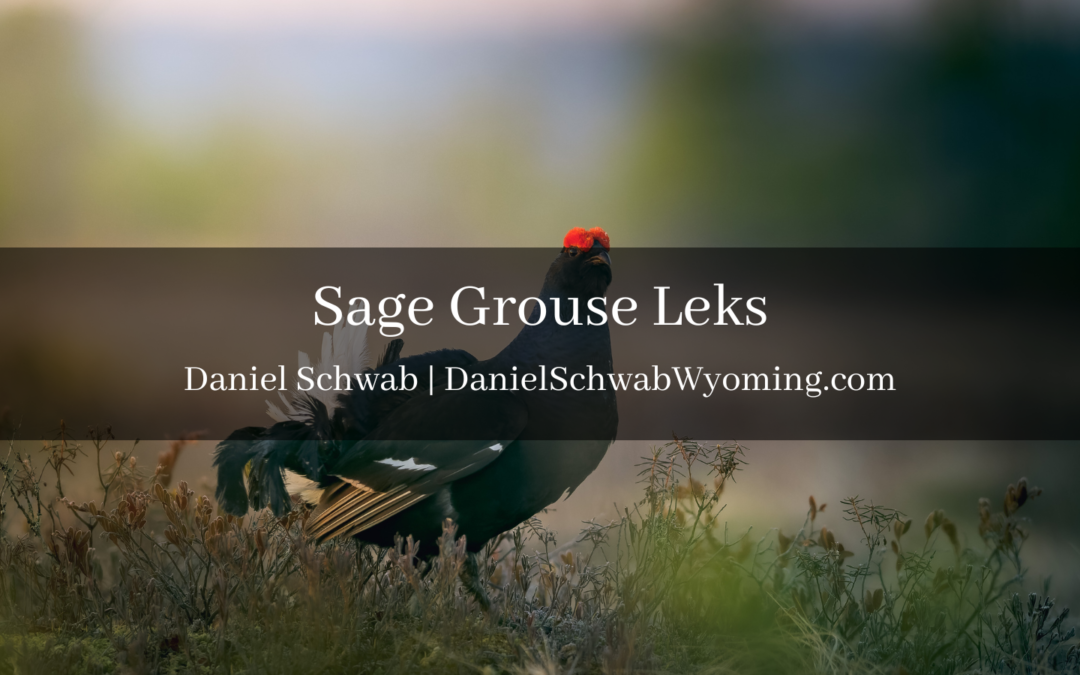 Sage Grouse Leks