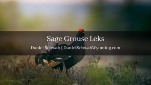 Daniel Schwab Wyoming Sage Grouse Leks