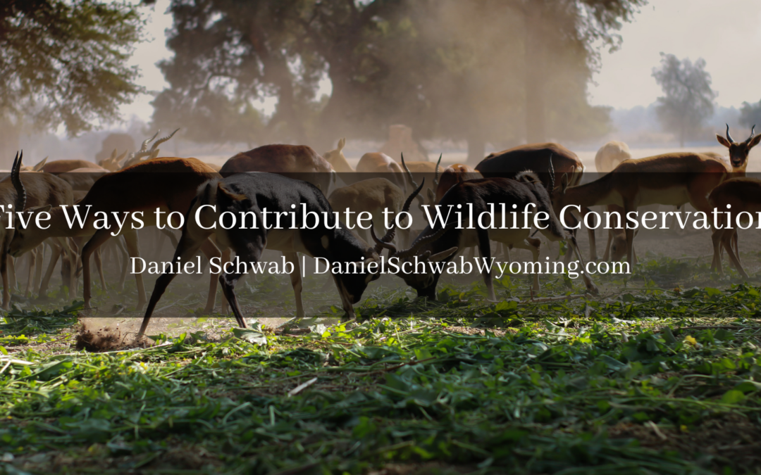Five Ways to Contribute to Wildlife Conservation
