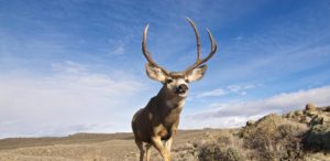 Joe-Riis-6-mule-deer-migration Daniel Schwab Wyoming