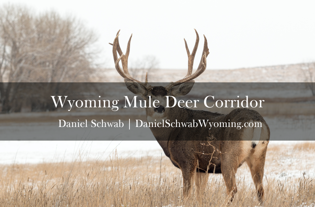 Wyoming Mule Deer Corridor