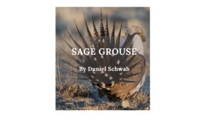 Sage Grouse (2) Daniel Schwab Wyoming