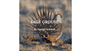 Sage Grouse Daniel Schwab Wyoming