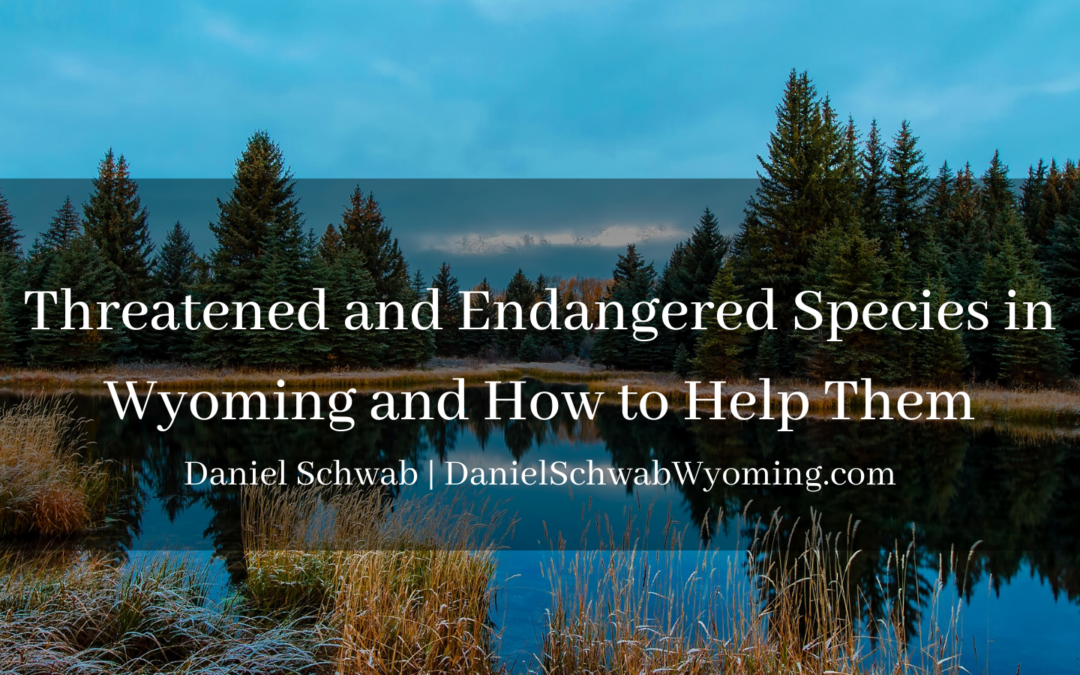 Threatened And Endangered Species In Wyoming And How To Help Them Daniel Schwab Wyoming