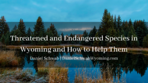 Threatened And Endangered Species In Wyoming And How To Help Them Daniel Schwab Wyoming